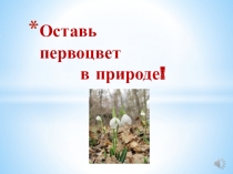 Презентация Оставь первоцвет в природе