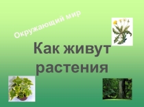 Презентация к уроку окружающего мира Как живут растения