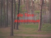 Презентация по немецкому языку по теме Die Tiere