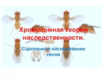 Презентация по биологии на тему Хромосомная теория наследственности. Сцепленное наследование генов
