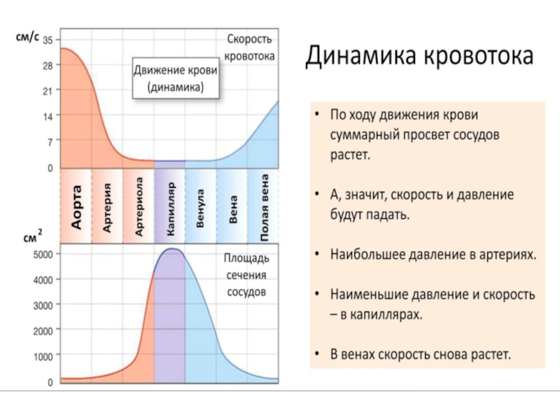 Скорость сосудов. Скорость кровотока в сосудах. Изменение скорости кровотока в сосудах. Скорость кровотока в разных сосудах. Скорость тока крови в крупных артериях.