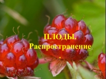 Презентация по биологии на тему Плоды. Распространение