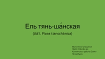 Презентация по географии Ель тян-шаньская