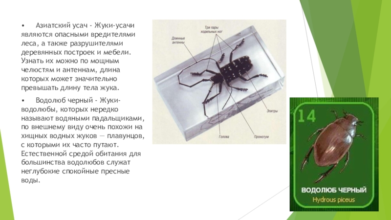 Сделайте описание тополевого усача по следующему плану