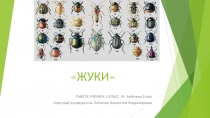 Презентация Жуки (3 класс)