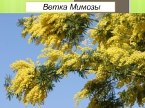 Презентация по технологии+ИЗО на тему Ветка мимозы