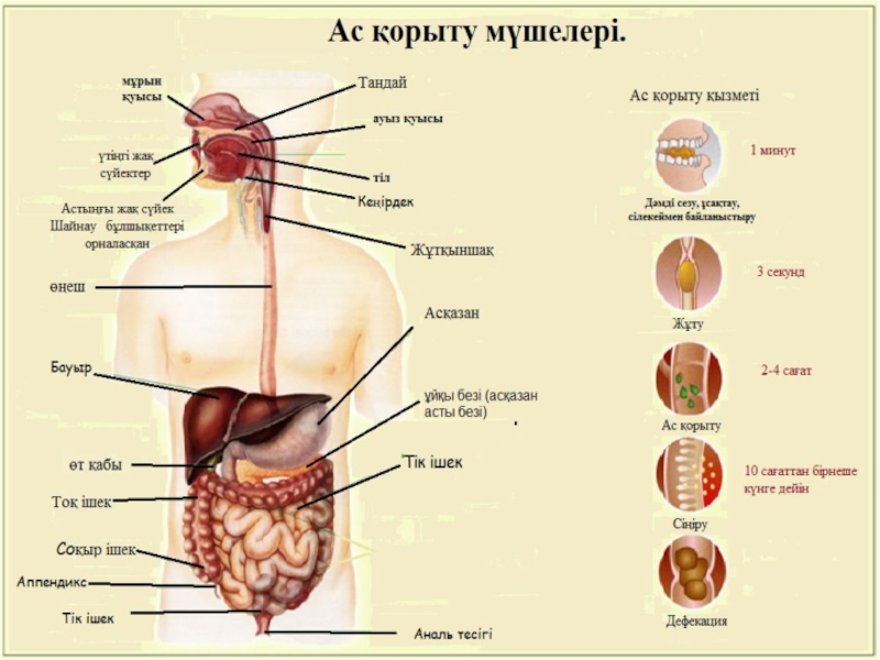 Ас қорыту жүйесіне әсер ететін дәрілер презентация