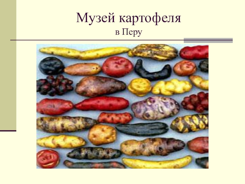 Музей картофеля. Музей картофеля в Перу. Музей картофеля в Бельгии. Музей картофеля в США.