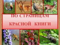 Презентация Страницы Красной книги