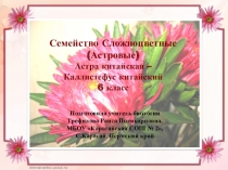 Презентация Семейство Сложноцветные. Астра китайская (6 класс)