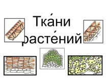 Презентация по биологии на тему Ткани растений (6 класс)