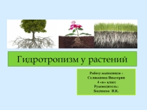 Презентация по биологии на темуГидротропизм