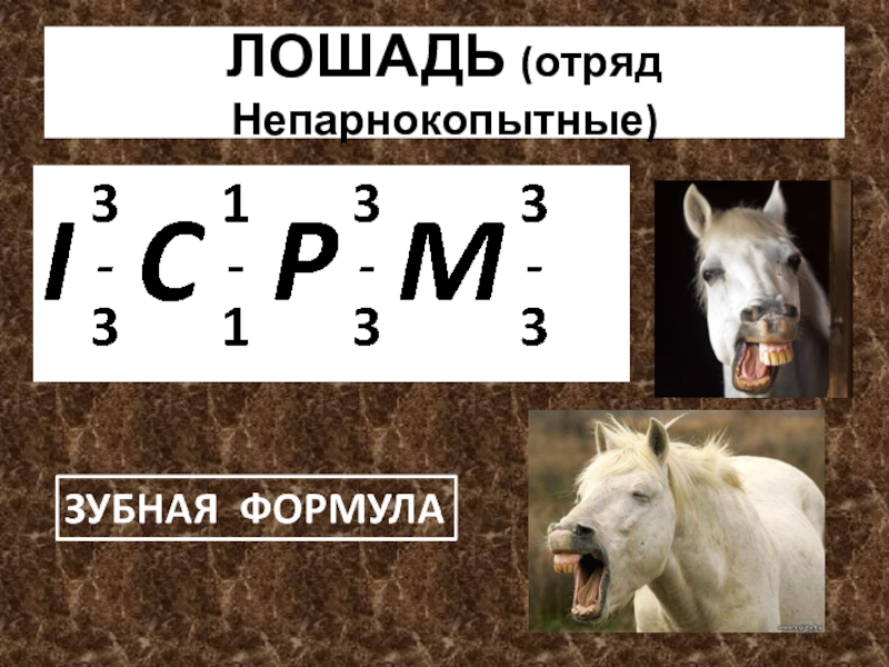 На диаграмме показано число зубов у некоторых млекопитающих сколько зубов у волка