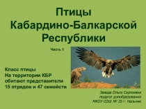 Презентация по доп. образованию Птицы КБР часть 3