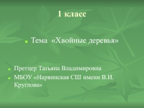 Презентация к уроку окружающий мир 1 класс Хвойные деревья