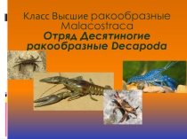 Десятиногие раки