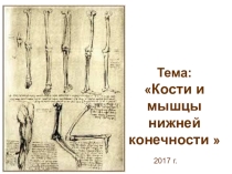 Презентация по дисциплине Анатомия и физиология человека на тему: Кости и мышцы нижней конечности