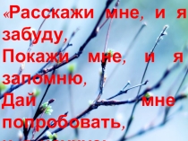 Презентация по биологии Почки. Внешнее и внутреннее строение