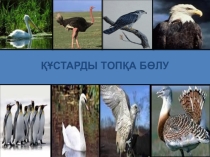 Құстарды топқа бөлу слайд