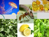 Презентация по химии на тему Карбоновые кислоты