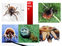 Презентация Клещей бояться - в лес не ходить.