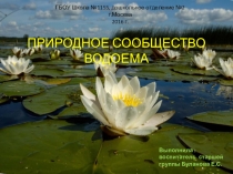 Презентация по окружающему миру Жизнь и загадки пресного водоема