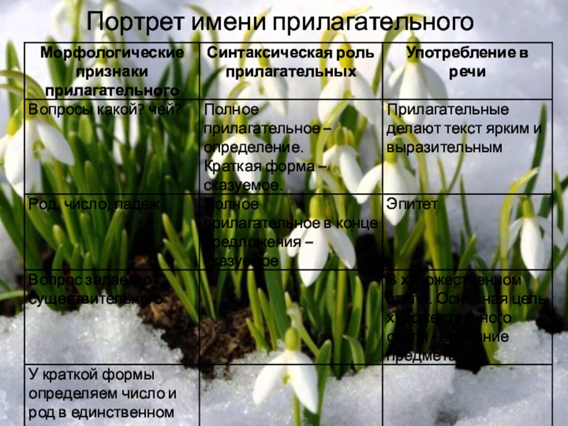 Презентация Обобщение по теме Имя прилагательное (5 класс) Портрет имени прилагательного Портрет имени прилагательного