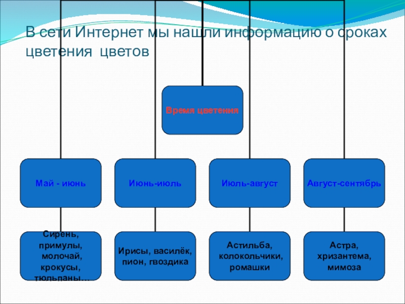 Проектная работа на тему Создание клумб на школьном дворе В сети Интернет мы нашли информацию о сроках цветения цветов В сети Интернет мы нашли информацию о сроках цветения цветов