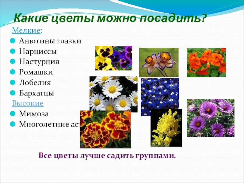 Проектная работа на тему Создание клумб на школьном дворе Какие цветы можно посадить?Мелкие:Анютины глазкиНарциссыНастурцияРомашкиЛобелияБархатцыВысокиеМимозаМноголетние астры Все цветы лучше садить группами. Какие цветы можно посадить?Мелкие:Анютины глазкиНарциссыНастурцияРомашкиЛобелияБархатцыВысокиеМимозаМноголетние астры Все цветы лучше садить группами.