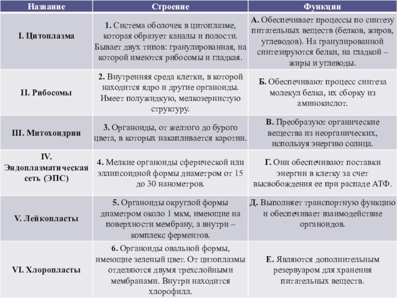 Цитоплазма строение и функции. Цитоплазма строение и функции кратко. Органоиды цитоплазма строение и функции. Цитоплазма особенности строения и функции.