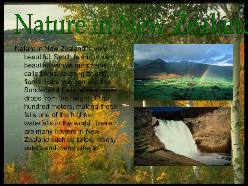 Презентация по английскому языку: New Zealand Nature in New Zealand is very beautiful. South Island is very Nature in New Zealand is very beautiful. South Island is very beautiful with its mountains, called Alps,