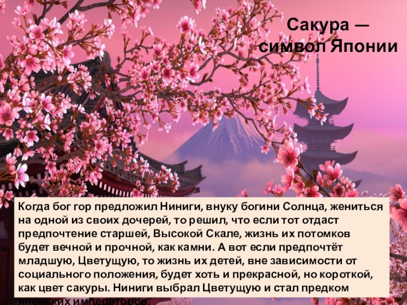 Презентация для проведения урока по теме неравенства Сакура — символ Японии Когда бог гор предложил Ниниги, внуку богини Сакура — символ Японии Когда бог гор предложил Ниниги, внуку богини Солнца, жениться на одной из
