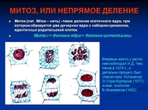 Презентация по биологии на тему Митоз