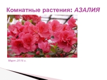 Презентация по окружающему мируАзалия