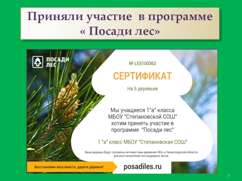 Презентация к проекту День рождения ёлочки Приняли участие в программе « Посади лес» Приняли участие в программе « Посади лес»