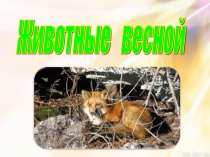 Презентация по окружающему миру Животные весной (1 класс)