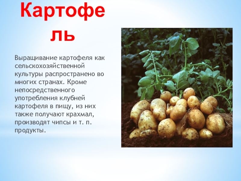 Класс картофеля