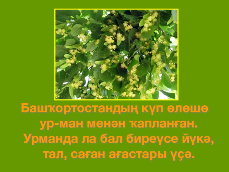 Башҡортостандың күп өлөшө ур-ман менән ҡапланған.Урманда ла бал биреүсе йүкә, тал, саған ағастары үҫә.