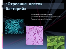 Презентация к уроку биологии на тему Строение клеток бактерий (5 класс)