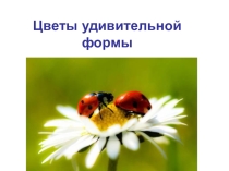 Презентация по технологии на тему Цветы удивительной формы для 1- 4 классов