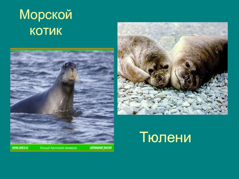 Чем Отличается Морской Котик От Тюленя