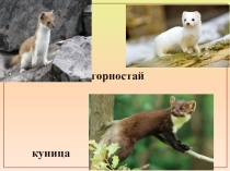 Презентация по географии на тему Значение леса часть 2