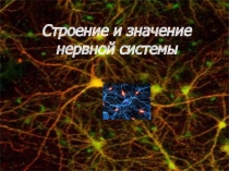Презентация по биологии на тему Нервная система (8 класс)