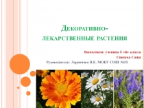 Презентация исследовательской работы Декоративно-лекарственные растения