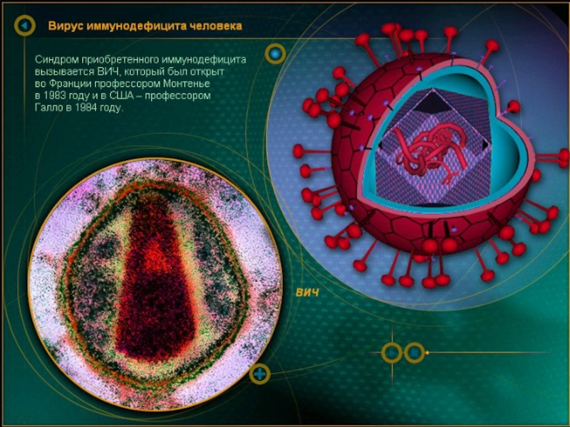 Вирусы урок биологии. Вирусы биология. Биология 9 класс тема вирусы. Виды вирусов в биологии. Строение вируса СПИДА.
