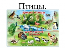 Презентация по познавательному развитию на тему Птицы