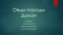 Овцы породы Долан