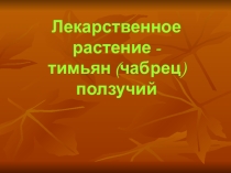 Лекарственное растение - тимьян