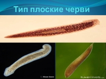Презентация по биологии на тему Плоские черви