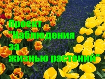 Проект Наблюдения за жизнью растений